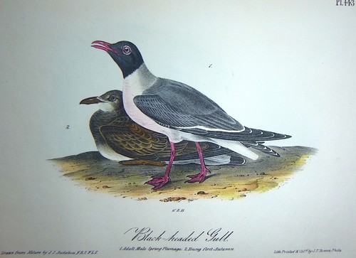 Audubon 1st ed Octavo BLACK HEADED GULL Birds of America 1840 original 440