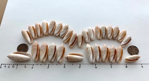 30 Olive seashells 1-1.5" beach art/crafts nautical natural polish shells #A4 US - Picture 10 of 11