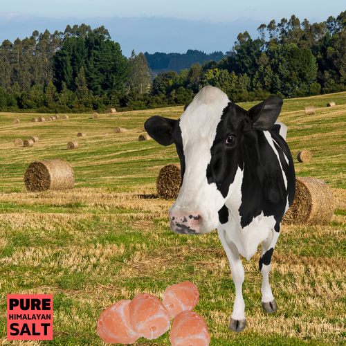 Himalayan salt lick Rock For Cattle Livestock Horse 4 Blocks of 11.5