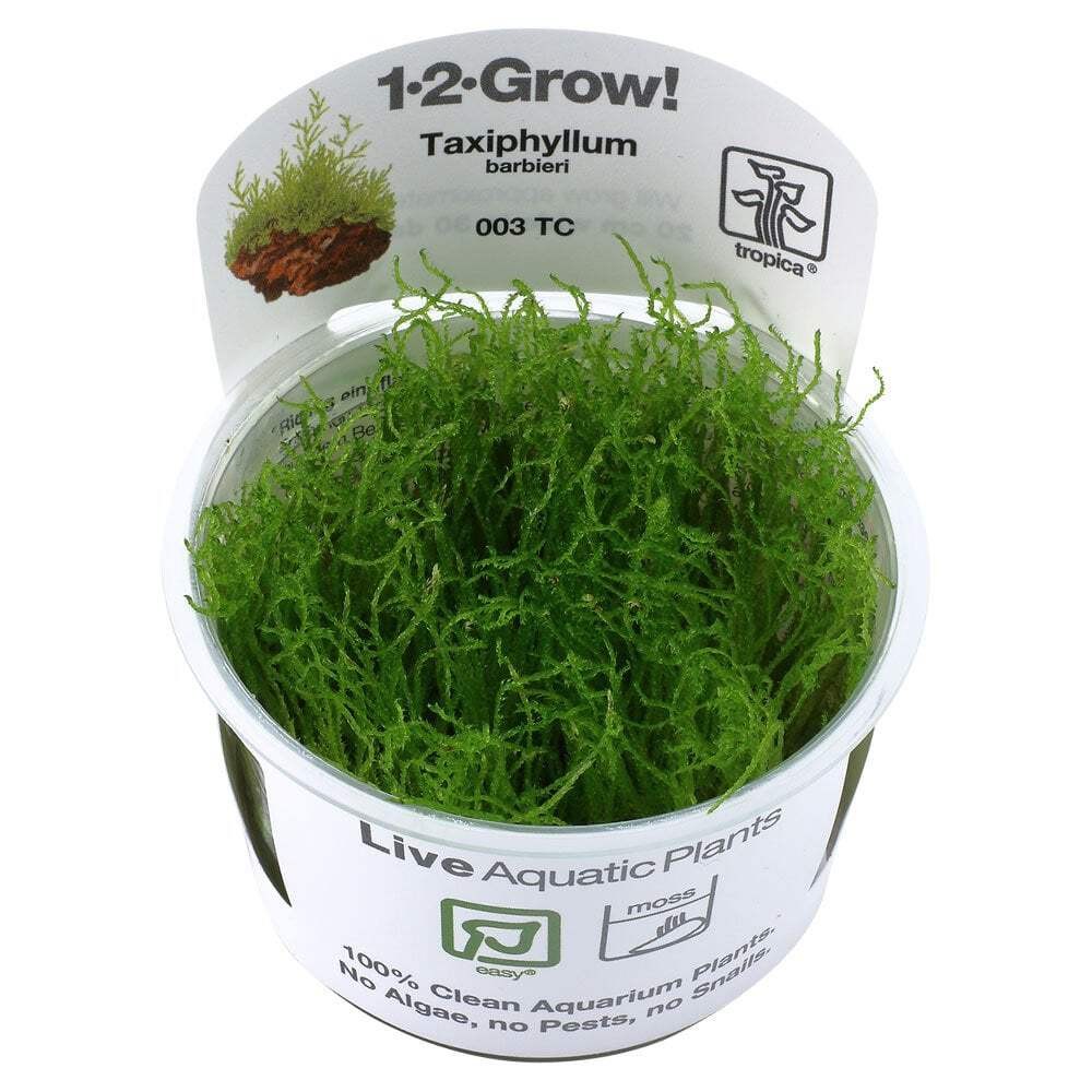 Tropica Taxiphyllum Barbieri Bogor Moss 1-2-Grow - Live Aquarium Tissue Culture