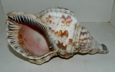 MUSCHEL - TRITONS TROMPETE - 8,25" LANG - TOP