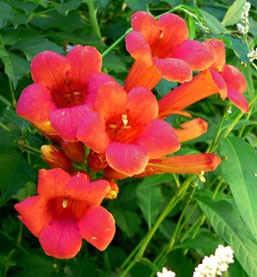 Live Madame Galen TRUMPET Creeper Vine Plant + CAMPSIS Tagliabuana - [Pint Pot]