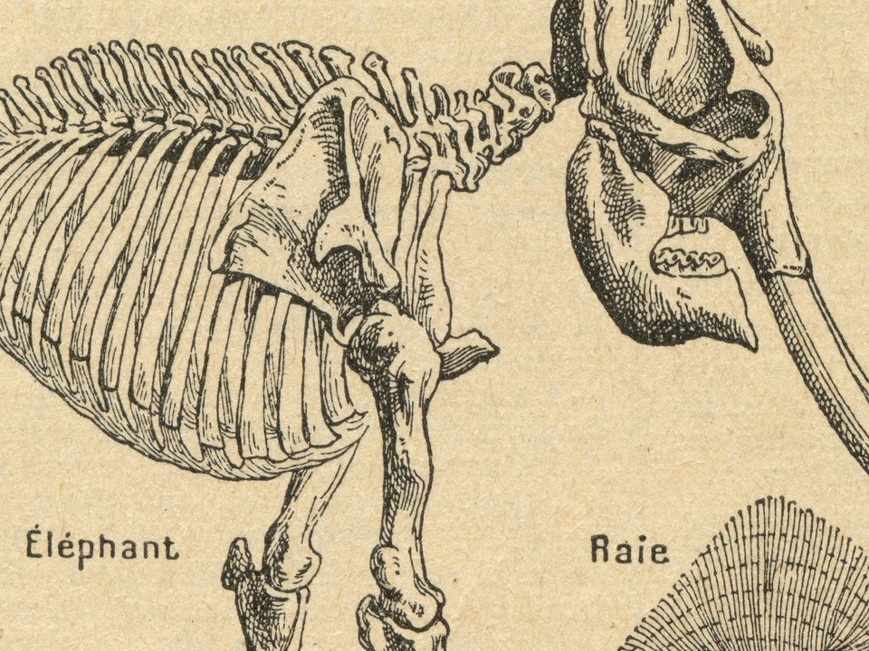 Póster de anatomía de esqueleto vintage - impresión de arte de pared de zoología antigua - arte de Halloween Foto 2 de 4