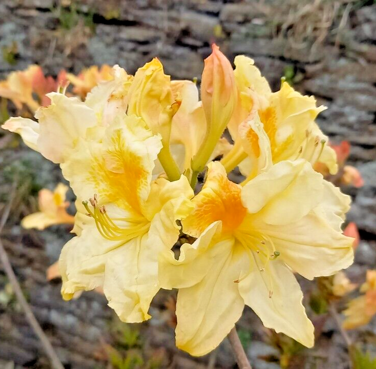 Rhododendron Harvest Moon Rarely Seen Variety XL 4L Pot Shrub Plant to Your  Door