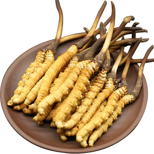 10-15 Pcs Top-quality Wild Cordyceps Sinensis From High Himalaya China Tibet - Picture 1 of 4