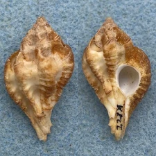 Maxwellia santarosana 31mm F+ Newport Beach, California, 80fms