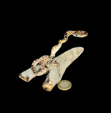 Taxidermy Tiny Corn Snake (Pantherophis guttatus) Log no 132. L 13cm. Driftwood