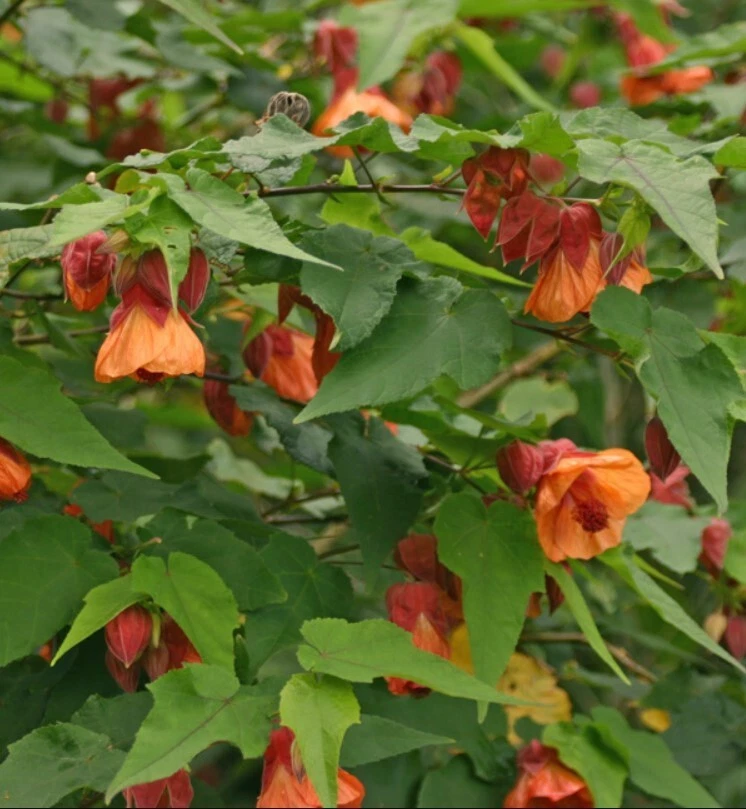Abutilon Apricot Live Plant - 4 to 6 Inch Tall - Ship No Pot - Bell Hibiscus - Image 3 of 4