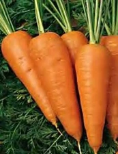 CHANTENAY RED CORED CARROT SEEDS 1000+ vegetable GARDEN culinary FREE SHIPPING