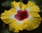 SUNNY DAY (HVH- ) Tropical Hibiscus -- Plant in 4.5" pot — photo 2
