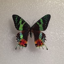 Chrysiridia rhipheus, Madagascan Sunset Moth Specimen, A1-, Wings Spread, Insect