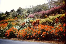 APRIL 1958 Roadside Flowers Hawaii Kodachrome  Slide AV-E
