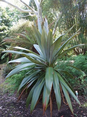 10X CORDYLINE AUSTRALIS Purpurea Rouge Keulenlilie Jardin Plantes
