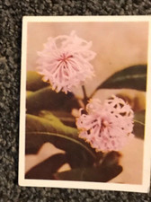 Tobacco Card, UTC, OUR SOUTH AFRICAN FLORA, 1940, Kannabast, #59