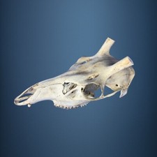 469SKU Crane de cerf, bois de cerf, massacre, trophée, Diametre 30-24mm 