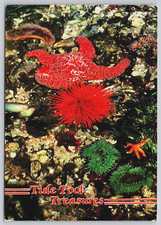 Tide Pool Treasures Sea Anemones Star Fish Urchins WA Continental Postcard B9