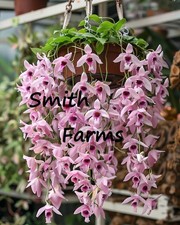 50 pcs/bag orchid seeds bonsai Butterfly phalaenopsis 50 pcs/bag orchid seeds bonsai Butterfly phalaenopsis