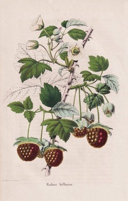 Rubus Biflorus Framboisier Himbeere raspberry Pomologie pomology Litho Morren
