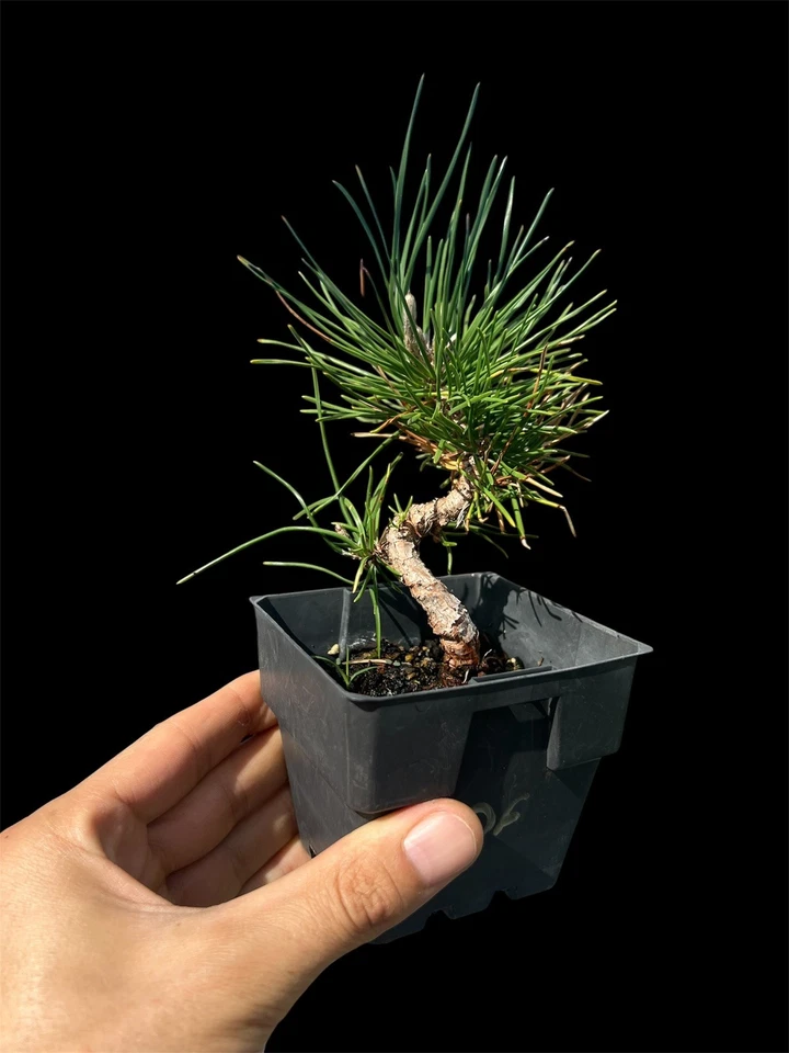 Japanese Black Pine Bonsai Starter EXPRESS POST - image 1 of 2