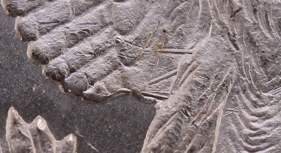 1878-CC $1 Morgan Silver Dollar $1 PCGS MS63 CAC VAM-11 "Lines in Wings" TOP 100 - Image 3 of 4