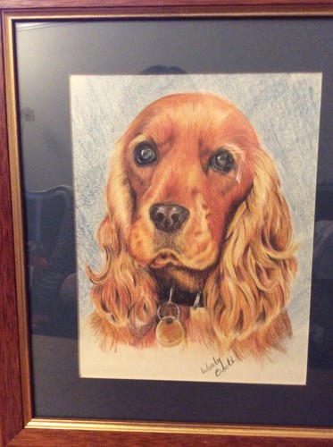 Spaniel dog coloured pencil drawing in frame.