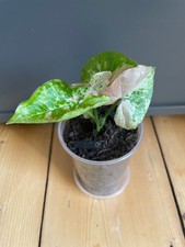 Syngonium Confetti Tricolor (Philodendron/Monstera)