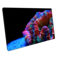 Vibrant Wellsophyllia Radiata Coral Canvas Print: Stunning Marine Photography