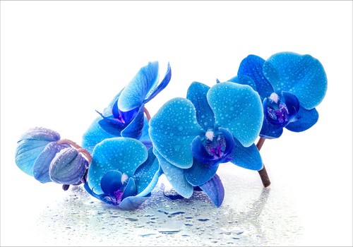 Splashback Toughened Glass Unique Kitchen Blue Orchid Flower Any Sizes - Picture 2 of 3