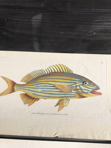 Antique Georgian Shaw & Nodder Fish prints tinted copper engravings sea creature - Picture 3 of 6