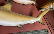 Golden Hammerhead Shark 52” Trophy Mount Magnificent!