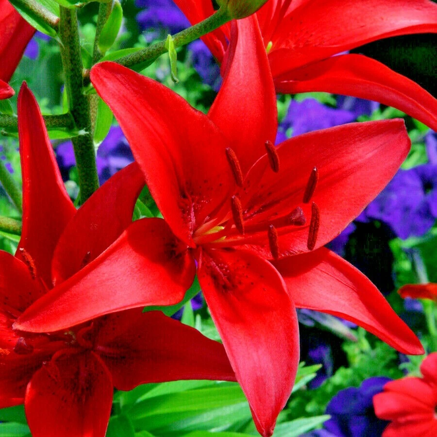 Red lily plant online