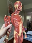 Wards Science Anatomy Doll — photo 7