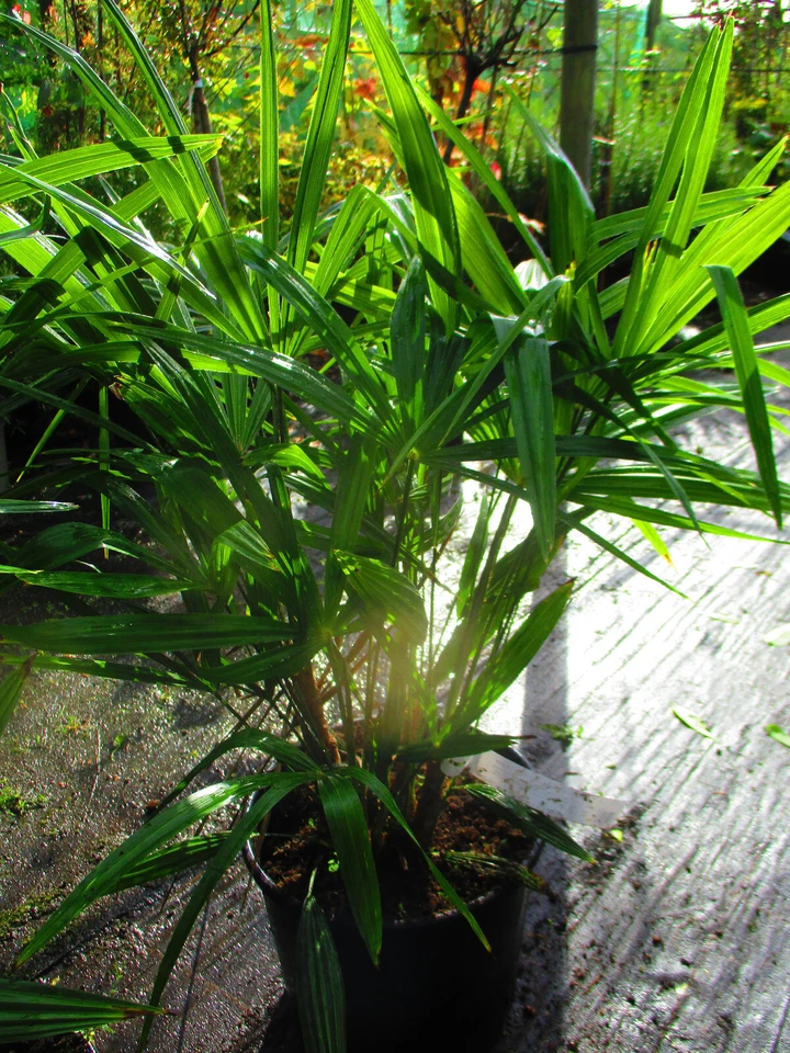 3ft inc. pot  Hardy Palm Tree Trachycarpus fortunei, 15litre, MULTI-TRUNK - Image 3 of 4