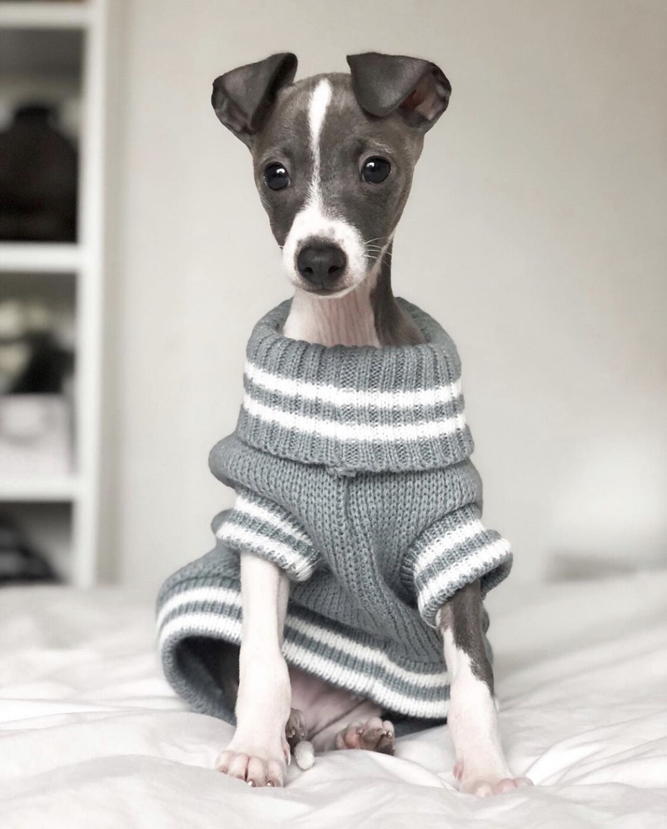 Quality Huskimo Thredbo Dog Jumper for Larger Dogs Cosy on a