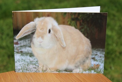 Grußkarte Hase, blanko für eigene Nachricht, alle Anlässe, Hasenliebhaber