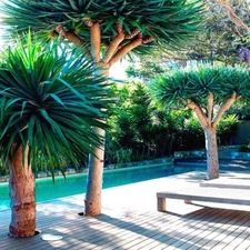 20 Dragon's Blood Tree Seeds (Dracaena draco) Exotic Canary Island Palm Bonsai