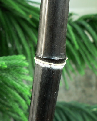 dracaena a Dracaena, Marginata 10