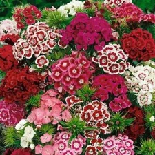 Sweet William Flower Seeds 300+ MIXED MULTI-COLOR SCENTED USA FREE SHIPPING