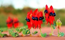 Swainsona formosa - Sturt's Desert Pea - 30 Seeds - Free Tracked Postage!