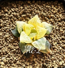 Succulent - Haworthia Mutica Verigated Offset 4 Years Old