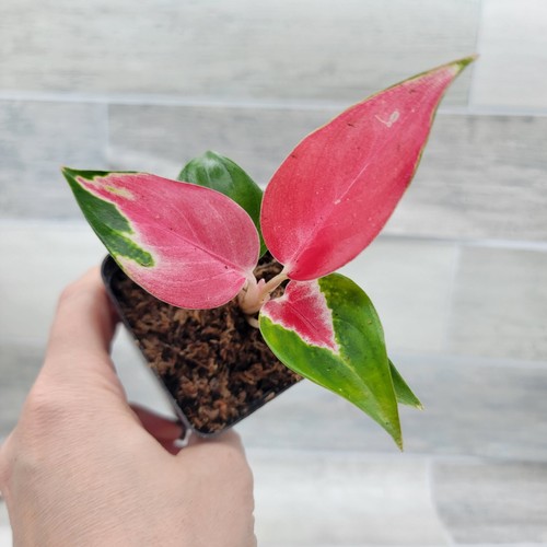 Aglaonema Suksom Jaipong,Chinese Evergreen, Lush Foliage, Air-purifying in 3"pot - Picture 6 of 15