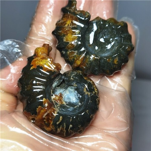 112g Ammonite specimens of natural conch from "goat's horn" of Madagascar L768 - Picture 7 of 9
