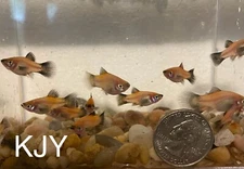 Mixed Pineapple Wag Platy Fry (10 PK UNSEXED)