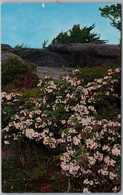 Mountain Laurel Rock City Park New York Postcard Q122