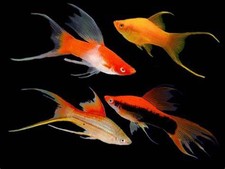 5-Pack Assorted Lyretail Swordtail Live Fish Freshwater Tank