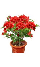 Jamaican Red Bougainvillea Small Well Rooted Starter Plant VERY RARE HTF