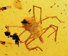 Immensmaris chewbaccei (Giant mite), Fossil inclusion in Burmese Amber