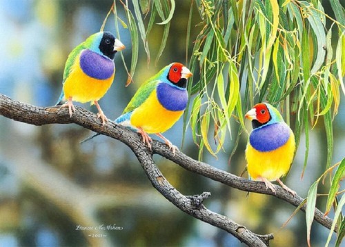 QPuzzles 260 Piece Jigsaw Puzzle - The Rainbow Coalition Gouldian Finches