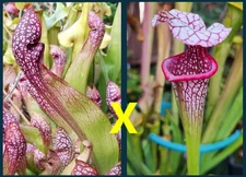 2025 SARRACENIA SEEDS: SCARLET BELLE X CAITRIN CLAIRE [CARNIVOROUS PLANT SEED]