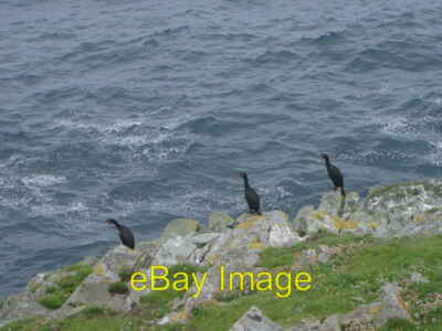 Photo 6x4 Three Shags on a cliff Sandwick Mousa is famed for its birdlife c2008